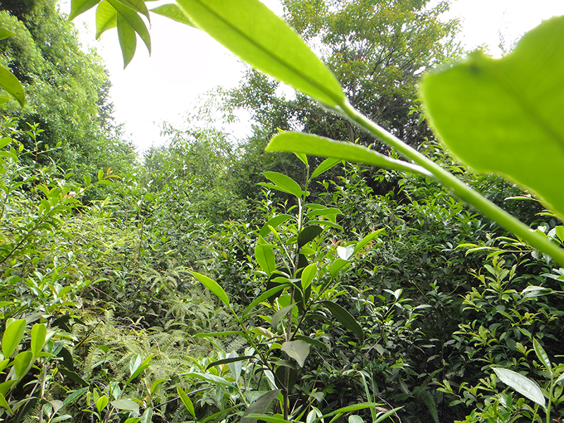 Verwilderter Teegarten in Anxi